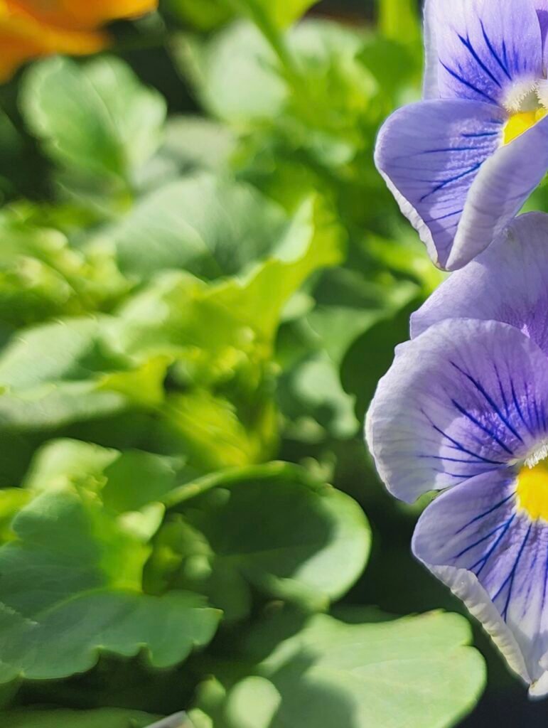 picture from s22 ultra